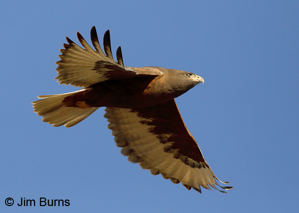 Ferruginous Hawk dark morph adult, nictitating membrane drawn--3014